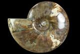 Polished Ammonite (Cleoniceras)- Madagascar #108246-1